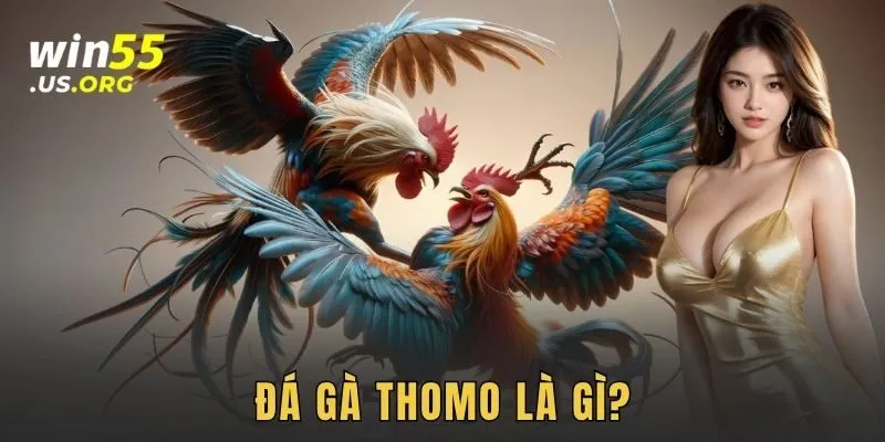 Đá gà thomo là gì?